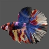 HALFMOON MULTICOLOR BETA ERKEK