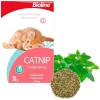 KEDİ OTU NANE