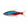 NEON TETRA L