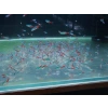 NEON TETRA L
