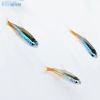 NEON TETRA L