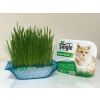 SİNGLE KEDİ ÇİMİ