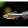 SİYAH NEON TETRA