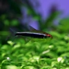 SİYAH NEON TETRA