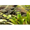 SİYAH NEON TETRA
