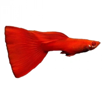 ALBİNO FULL RED LEPİSTES