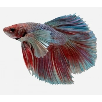 HALFMOON BETA XL ERKEK