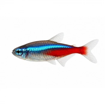 NEON TETRA L