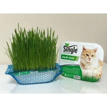 SİNGLE KEDİ ÇİMİ