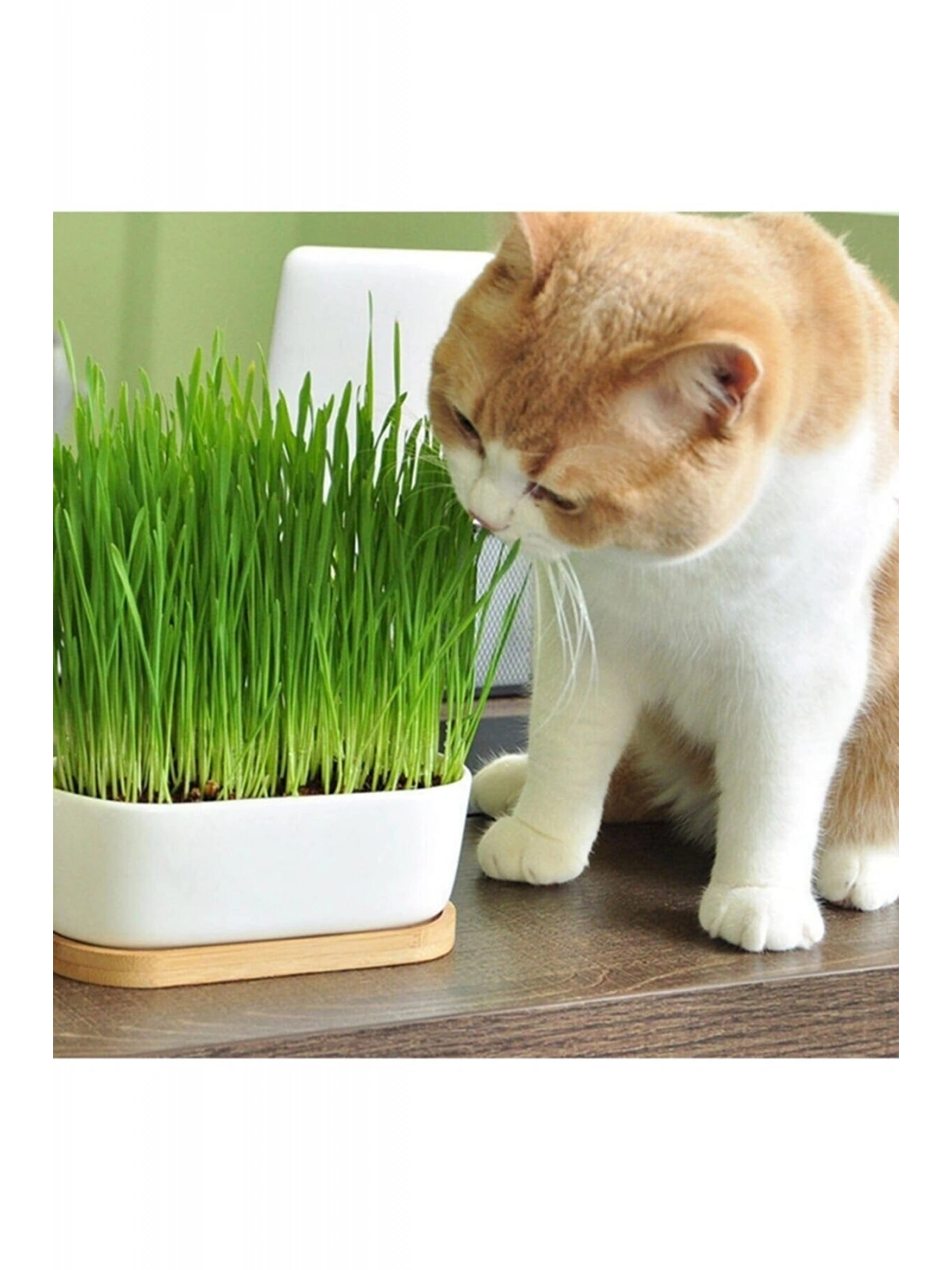 %100 Doğal Fileli Kedi Çimi (tüy Yumağı Önleyici)