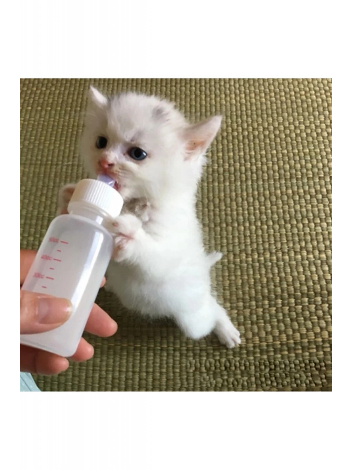 Yavru Kedi Köpek Biberonu 2 Emzikli 50 ml ( 1 Adet )