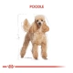 Royal Canin Adult Poodle Caniche Yetişkin Köpek Maması 85gr x 12 Lİ