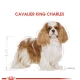 Royal Canin Cavalier King Charles Yetişkin Köpek Maması 1,5 kg