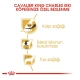 Royal Canin Cavalier King Charles Yetişkin Köpek Maması 3 kg