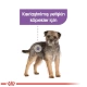 Royal Canin CCN Sterilised Kısır Köpek Konservesi 85gr 12 Li