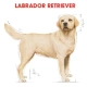 Royal Canin Labrador Retriever Yetişkin Köpek Maması 12 Kg