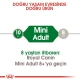 Royal Canin Mini Adult Yetişkin Kuru Köpek Maması 4 Kg