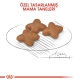 Royal Canin Mini Adult Yetişkin Kuru Köpek Maması 8 Kg