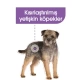 Royal Canin Mini Küçük Irk Kısırlaştırılmış Köpek Maması 3 Kg