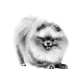 Royal Canin Pomeranian Yetişkin Köpek Maması 1,5 Kg