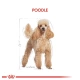Royal Canin Poodle Yetişkin Köpek Maması 3 Kg
