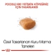 Royal Canin Poodle Yetişkin Köpek Maması 3 Kg