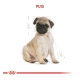 Royal Canin Pug Junior Yavru Köpek Maması 1,5 Kg