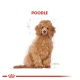 Royal Canin Puppy Poodle Caniche Yavru Köpek Maması 3 Kg