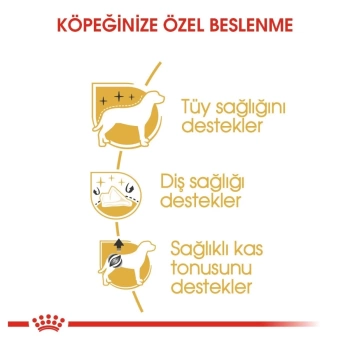 Royal Canin Adult Poodle Caniche Yetişkin Köpek Maması 85gr x 12 Lİ