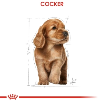 Royal Canin Cocker Junior Yavru Köpek Maması 3 Kg