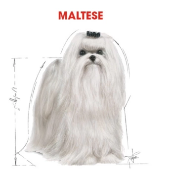 Royal Canin Maltese Yetişkin Köpek Maması 1.5 Kg
