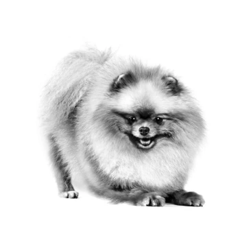 Royal Canin Pouch Pomeranian Özel Irk Yaş Maması 85 gr 12 Li