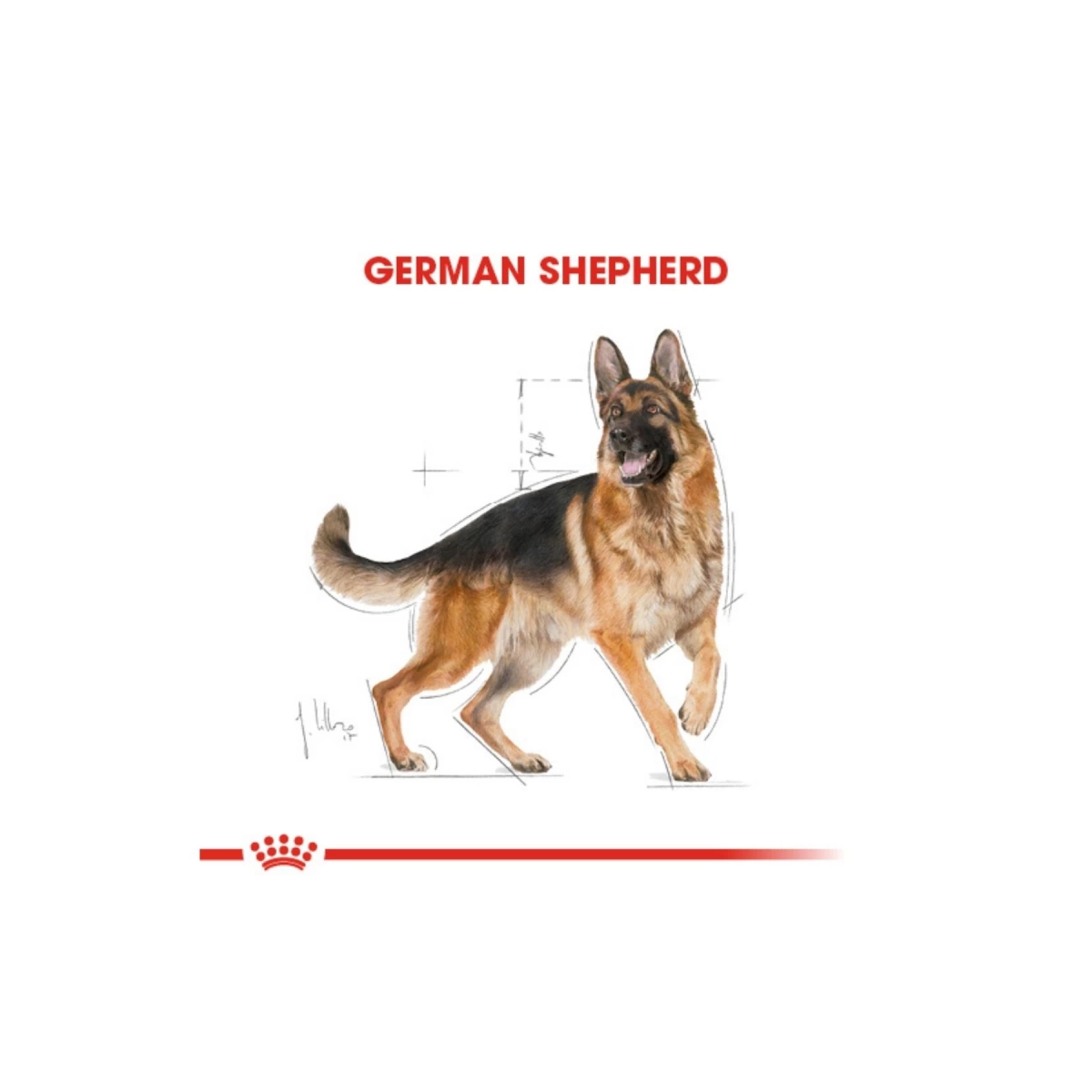 Royal Canin Alman Çoban Köpeği Yetişkin Köpek Maması 11 kg