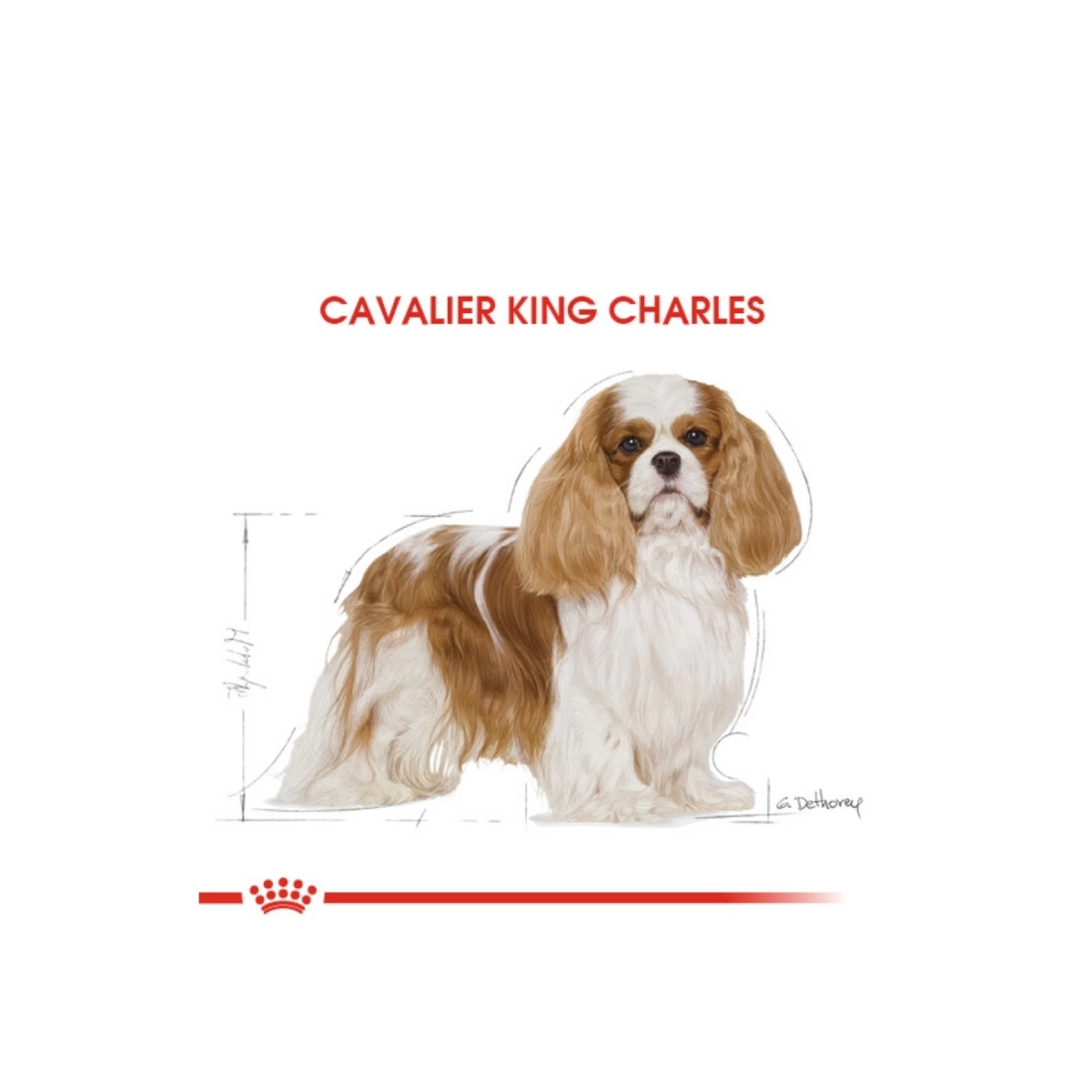 Royal Canin Cavalier King Charles Yetişkin Köpek Maması 1,5 kg