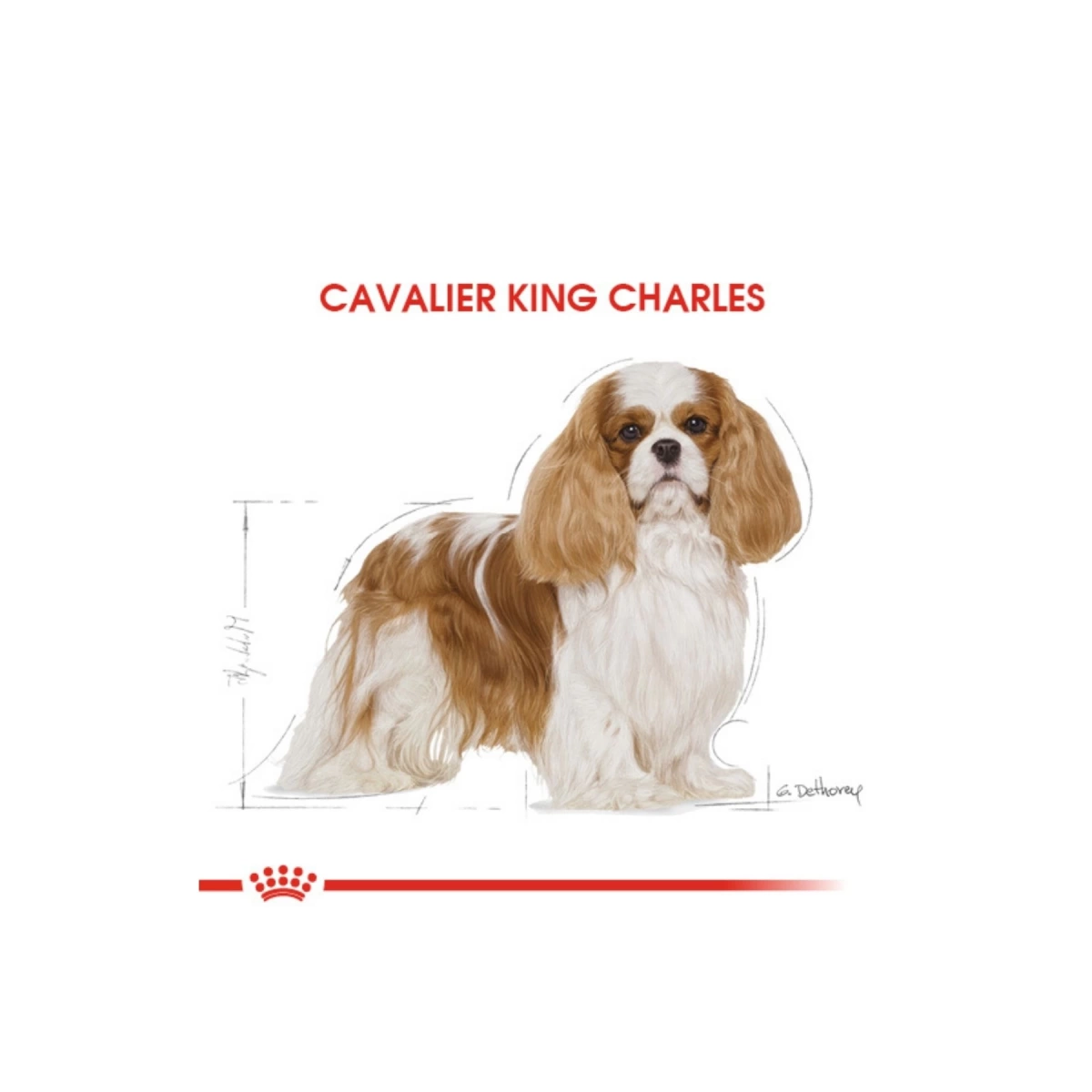 Royal Canin Cavalier King Charles Yetişkin Köpek Maması 3 kg