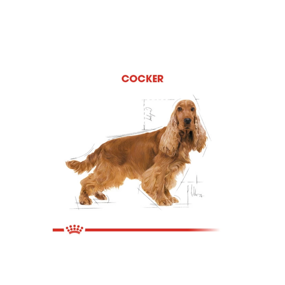 Royal Canin Cocker Spaniel  Yetişkin Köpek Maması 3kg
