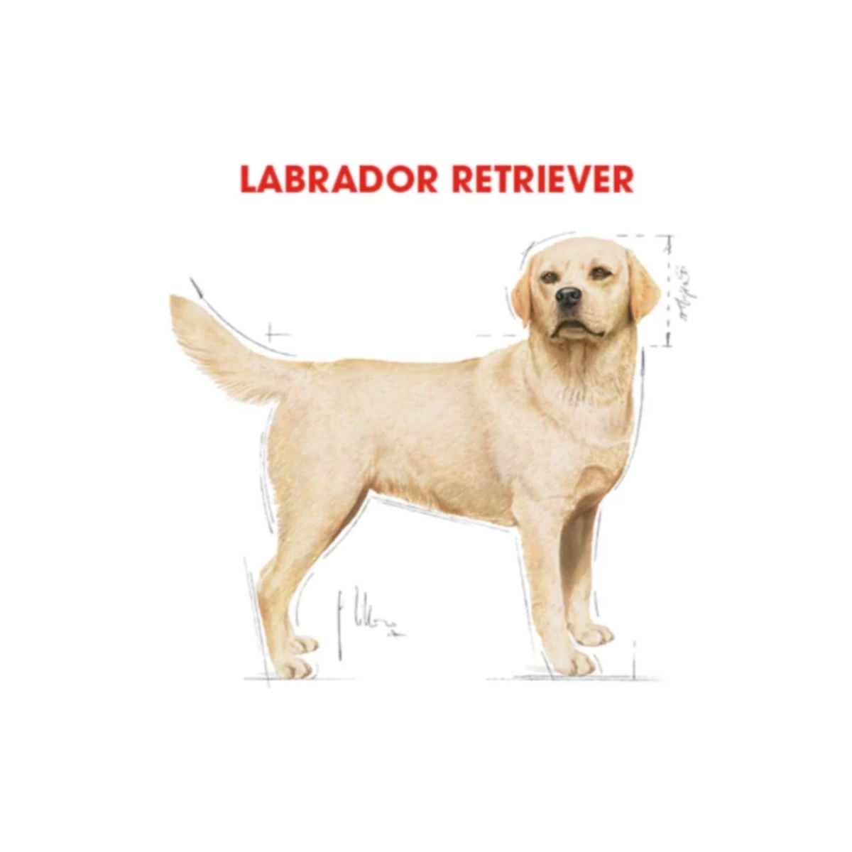 Royal Canin Labrador Retriever Yetişkin Köpek Maması 12 Kg