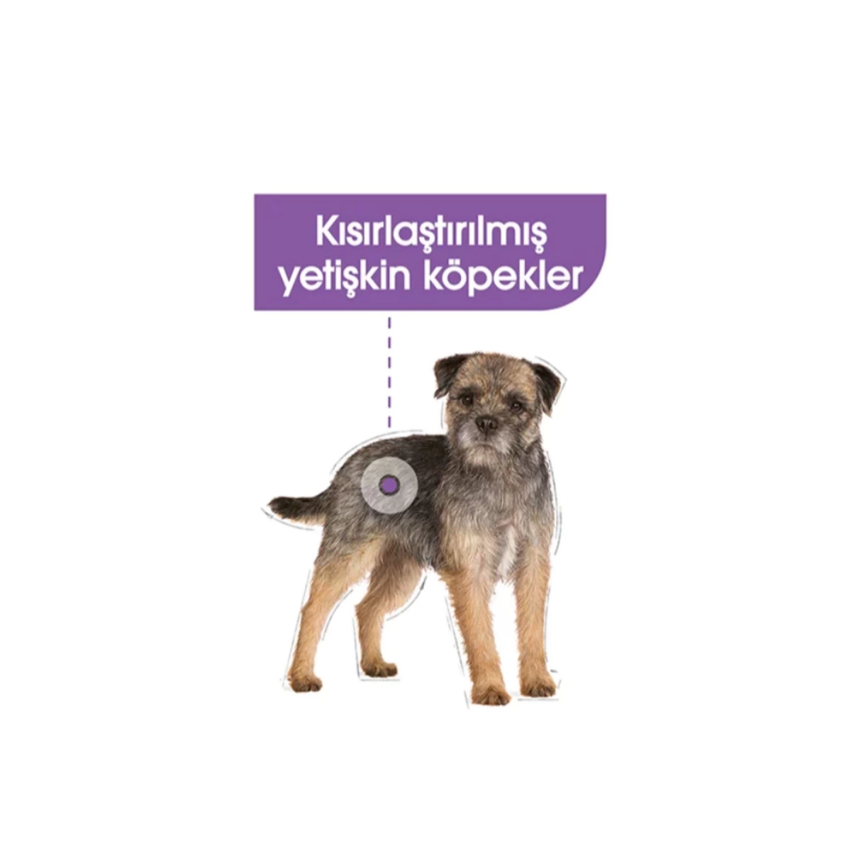 Royal Canin Mini Küçük Irk Kısırlaştırılmış Köpek Maması 3 Kg