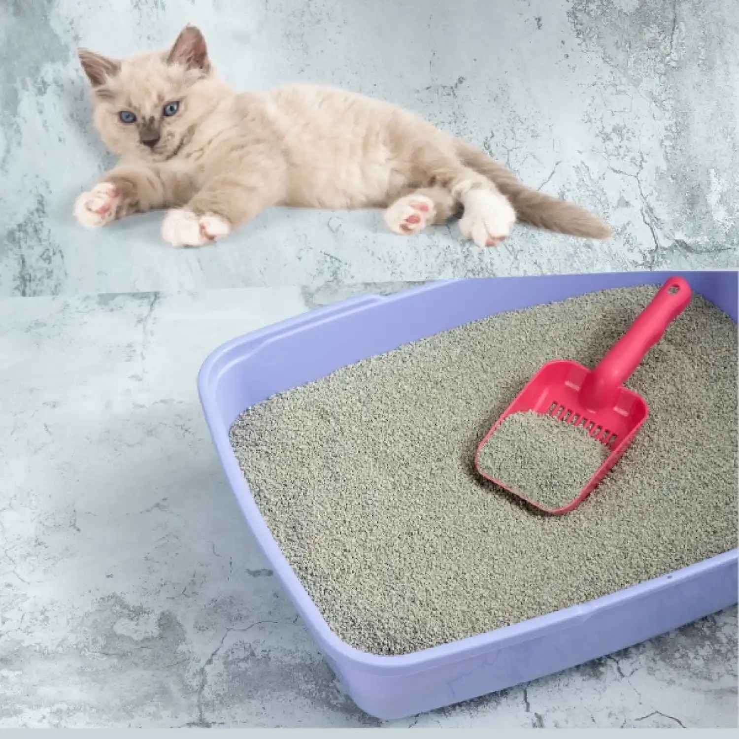 Evcil Hayvan Kedi Kum Küreği