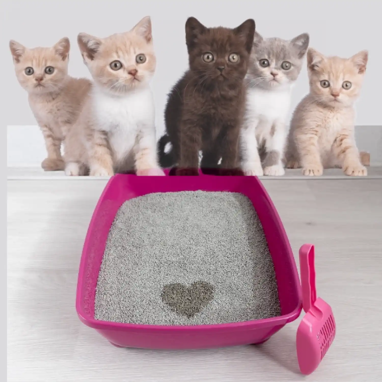 Evcil Hayvan Kedi Kum Küreği