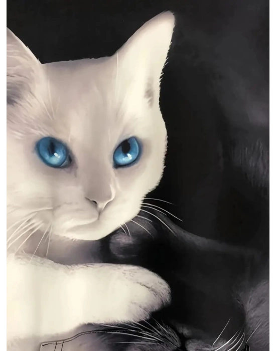 Kadın Uzun Kollu Kapşonlu Bağcıklı Kedi Desenli şardonlu Dalgıç Bluz