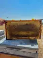 Kır Petek Balı 750 GR