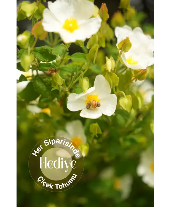 Propolis 20cc