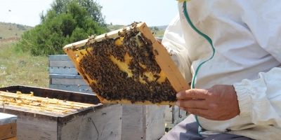 Alpar Ballı Kurabiye Tarifi – Doğal Tatlı Sevenlere