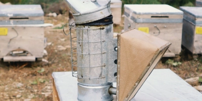 Arılar Ölüyor: Doğanın Sessiz Çığlığını Duyabiliyor Muyuz?