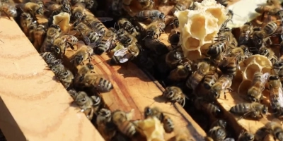 Bal Hakkında Doğru Bilinen Yanlışlar – Gerçek Balı Tanımanın Zamanı!