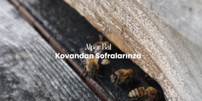 Balın İçeriğindeki Doğal Güç: Vitamin, Enzim ve Antioksidanlar