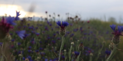 Ballı Ev Yapımı Şuruplar: Öksürük ve Soğuk Algınlığına Doğal Destek