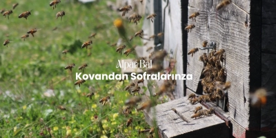 Bir Damla Balın Hikayesi – Petekten Kavanoza Uzanan Yolculuk