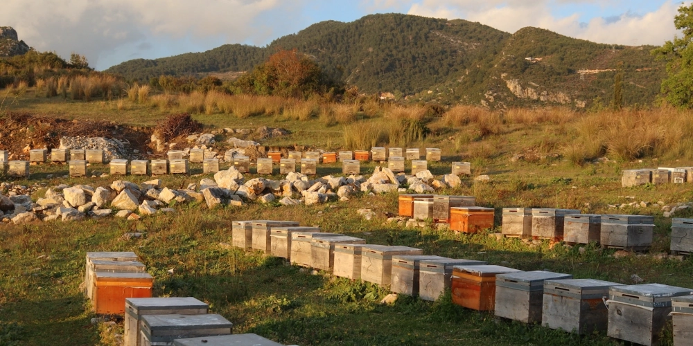 Anadolu’dan Sofranıza: Göçebe Arıcılığın Eşsiz Yolculuğu